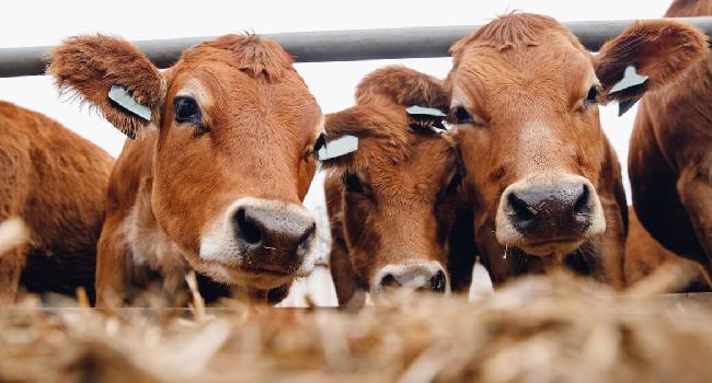Mass media ignores animal agriculture in climate news