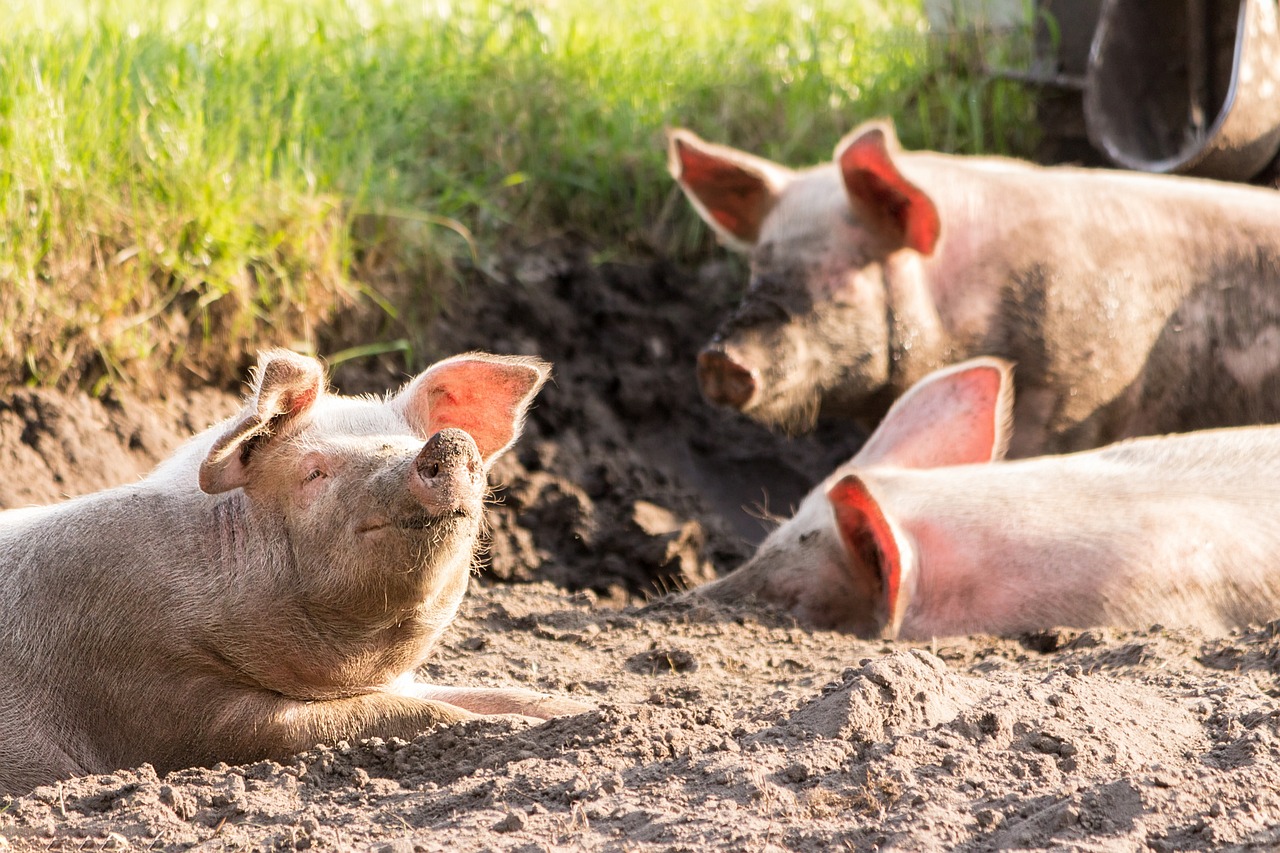 Vegan Australia says no to Bacon Week