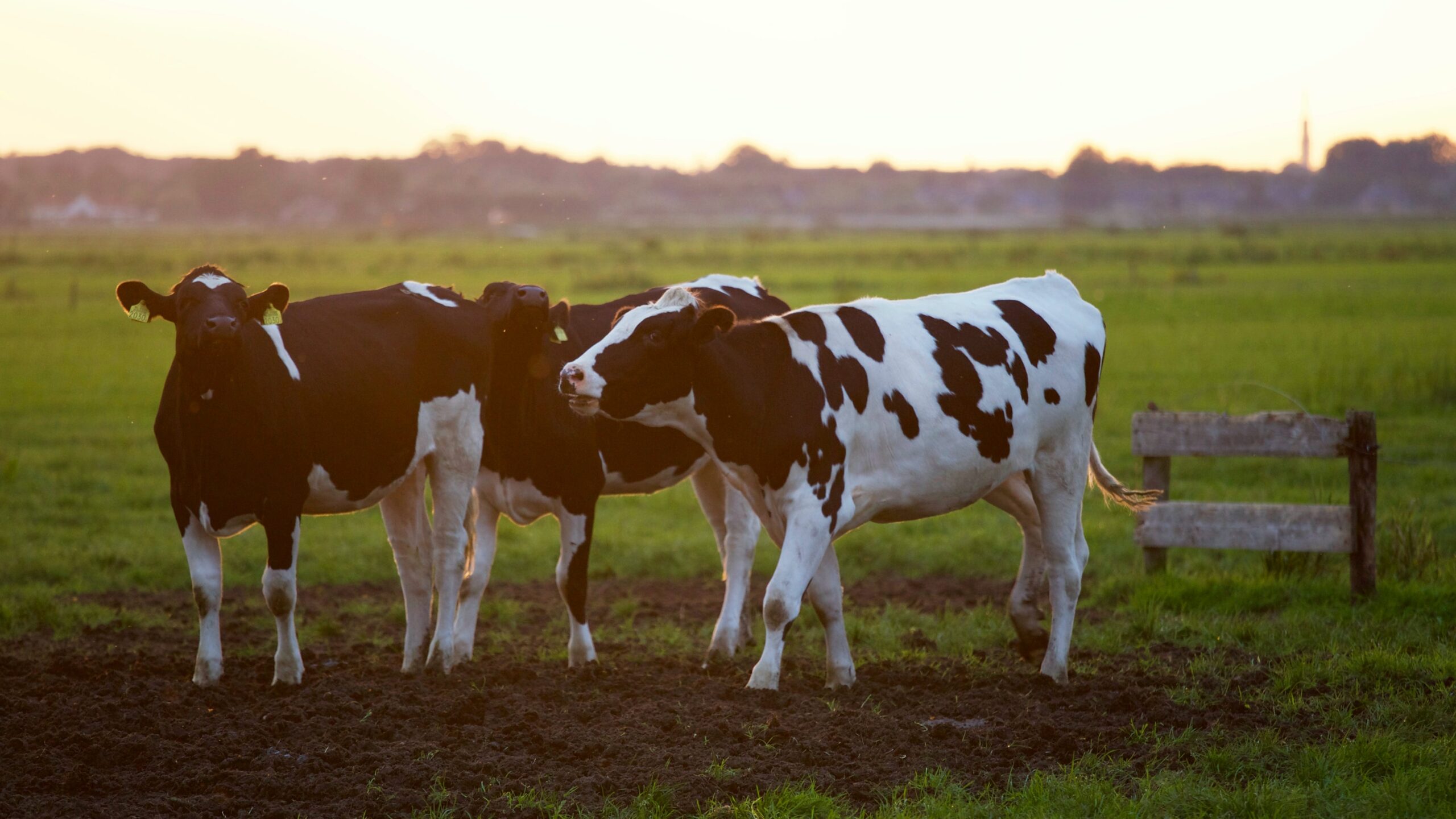 Animal Rights Forum