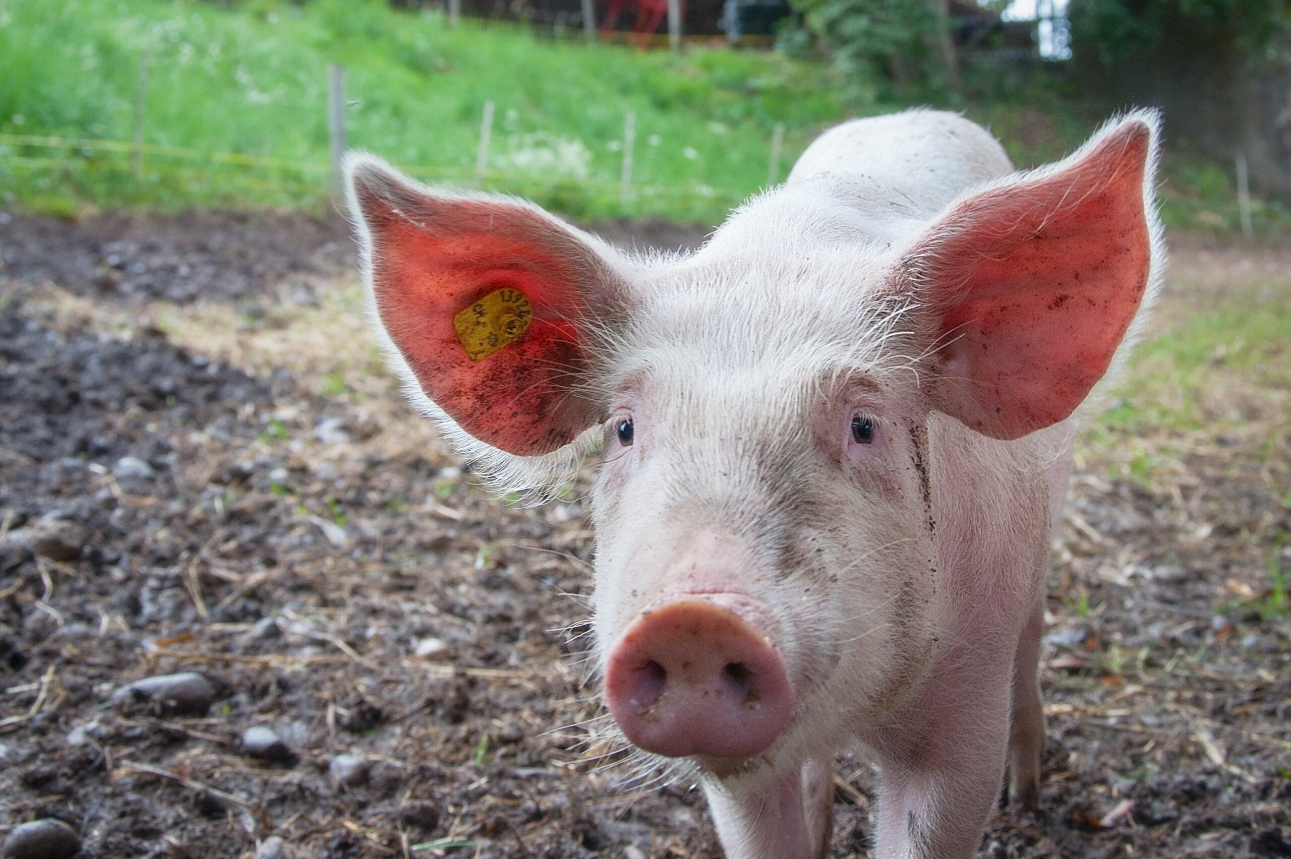 Guide to making a submission to the Victorian pig welfare inquiry
