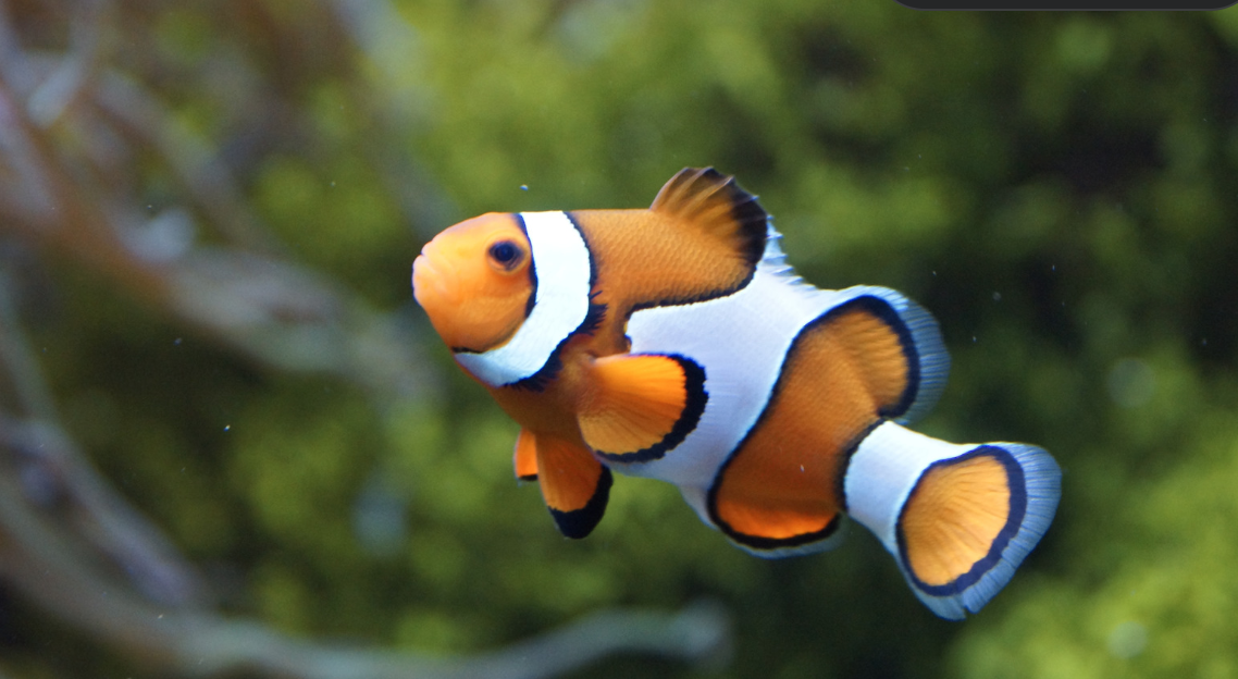 World Day for the End of Fishing 