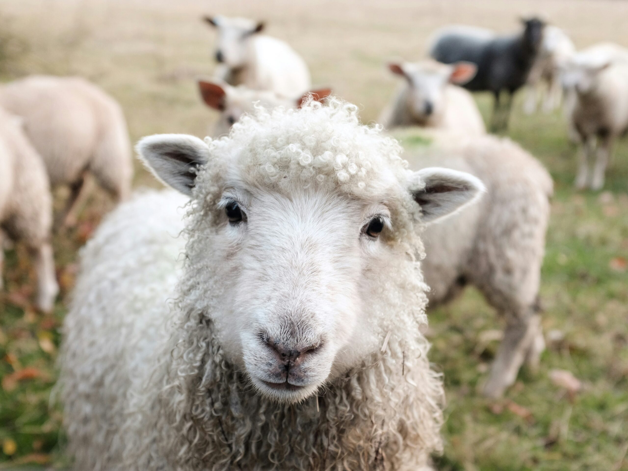 Live sheep export ban in Australia